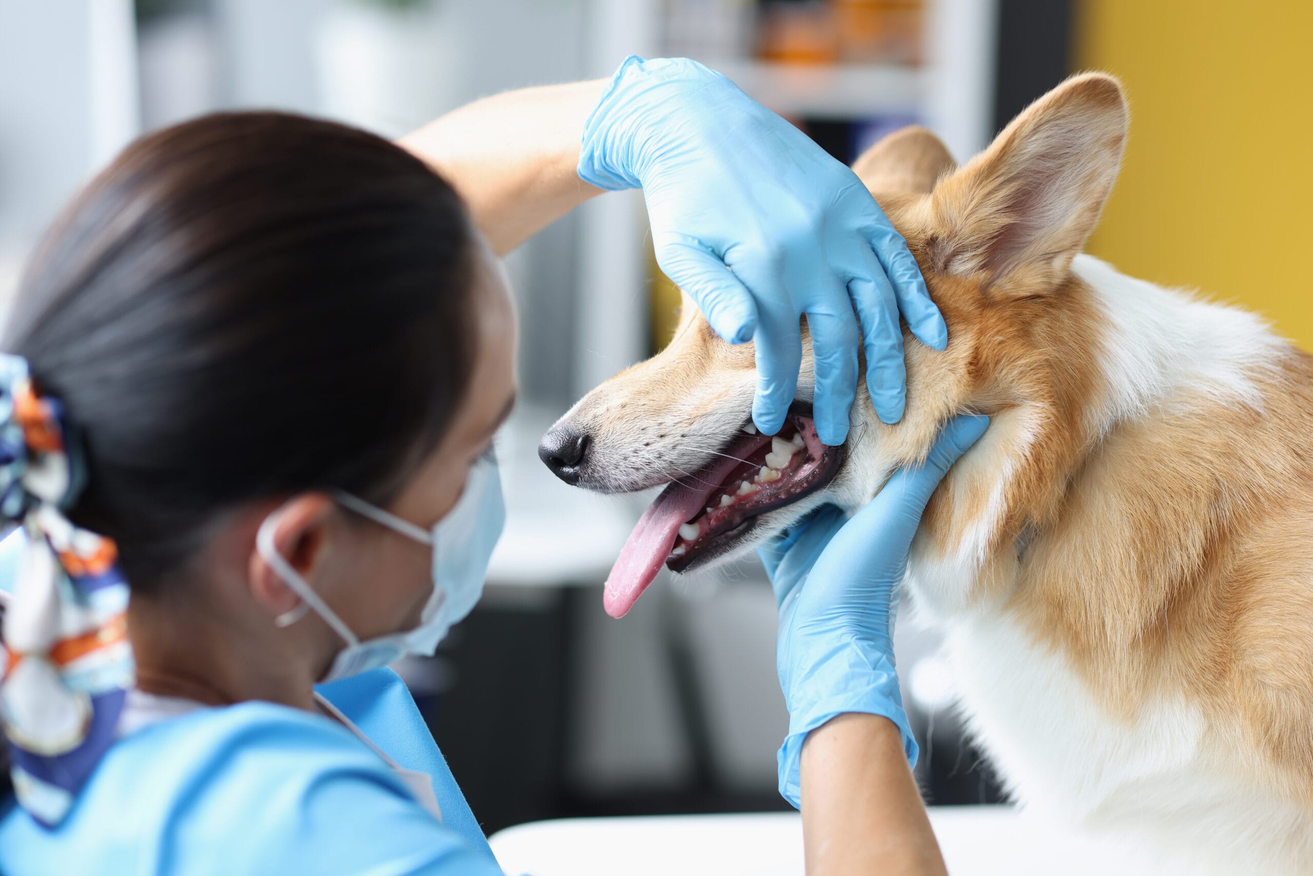 Understanding Dog Dental Disease: Risks and prevention