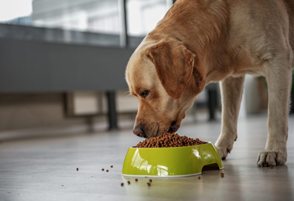 What can my dog eat after a dental cleaning? The anesthesia-free advantage
