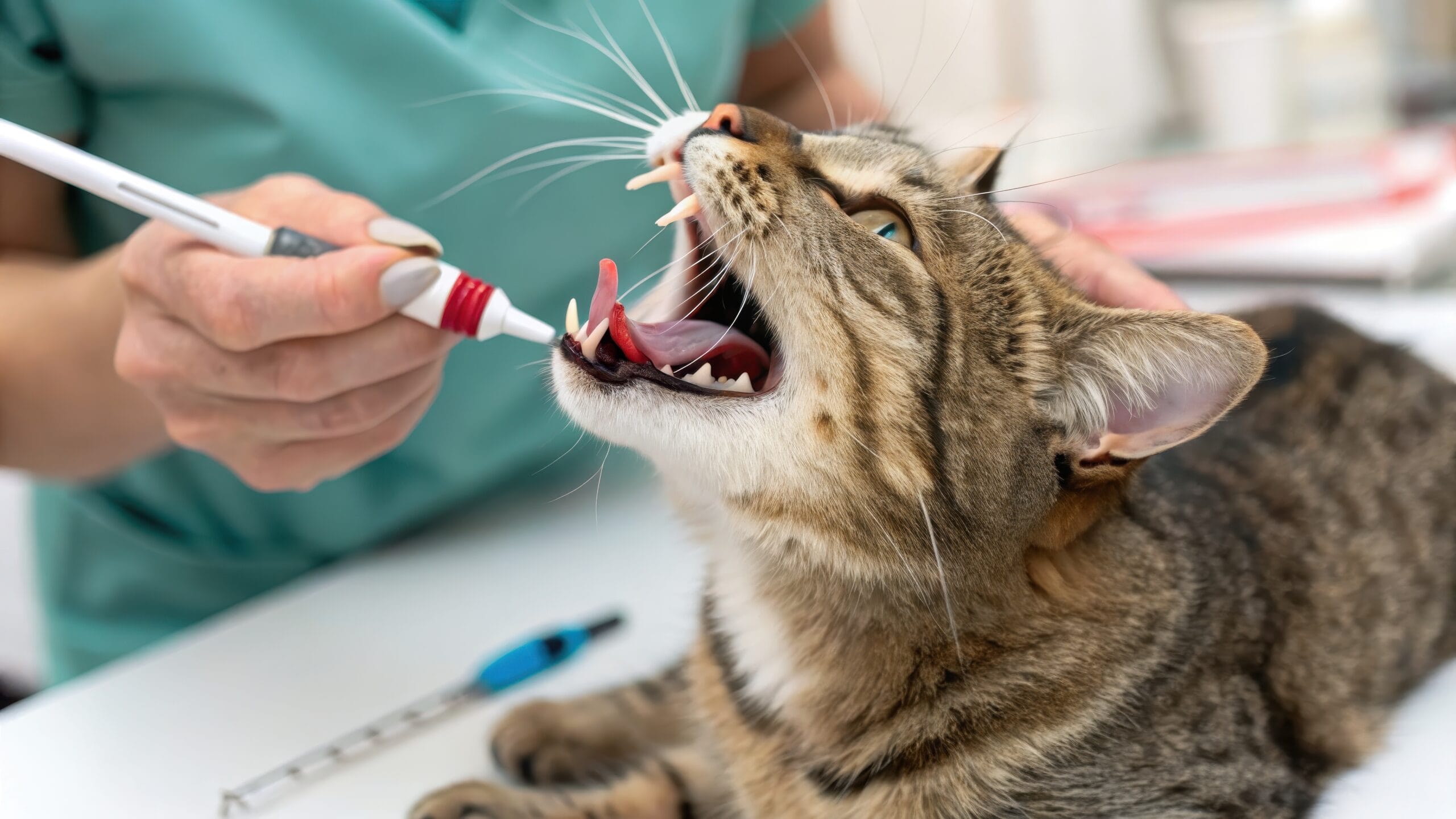Everything you need to know about Cat Dental Cleaning