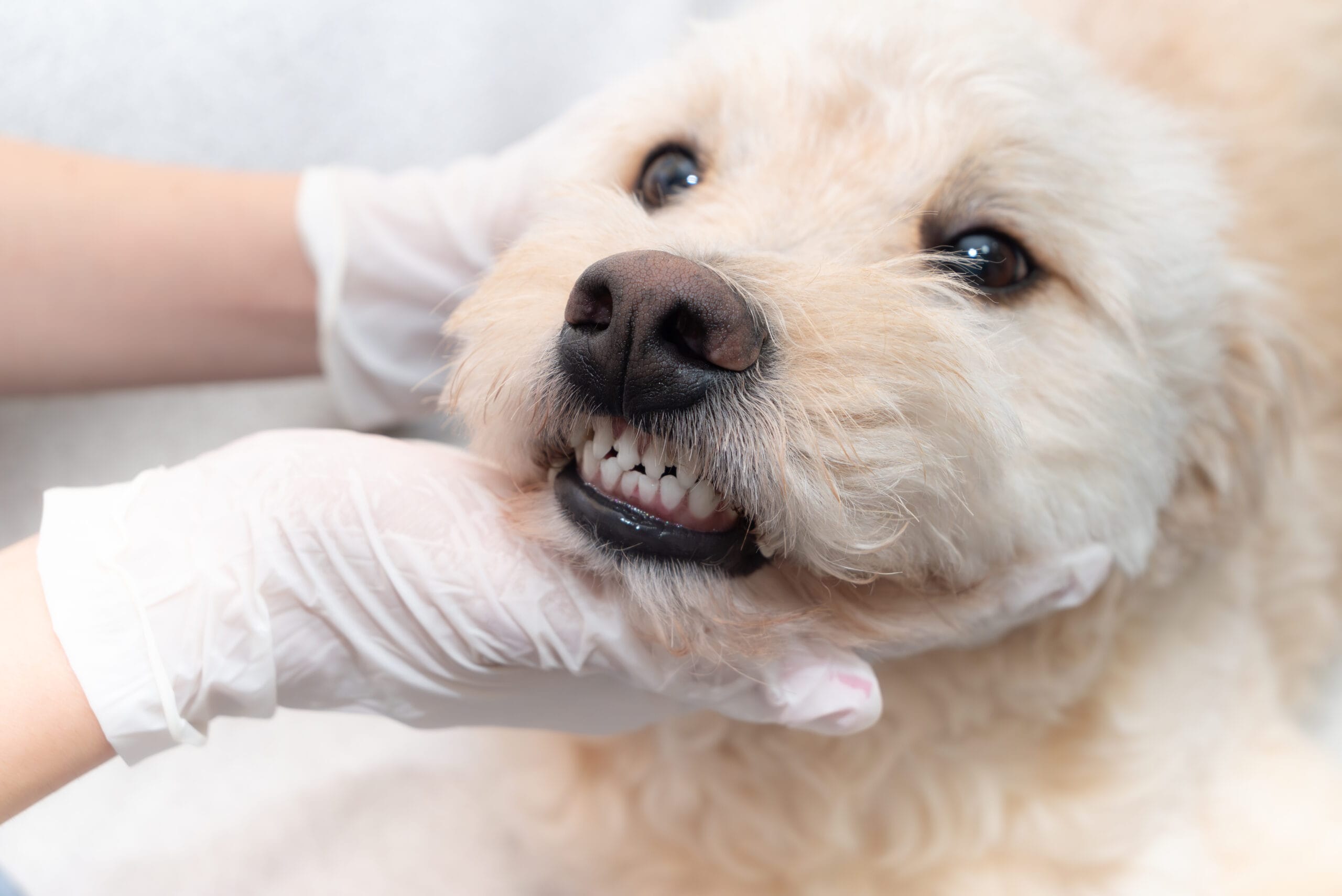 Are Dog Dental Cleanings Safe? A guide to a worry-free procedure