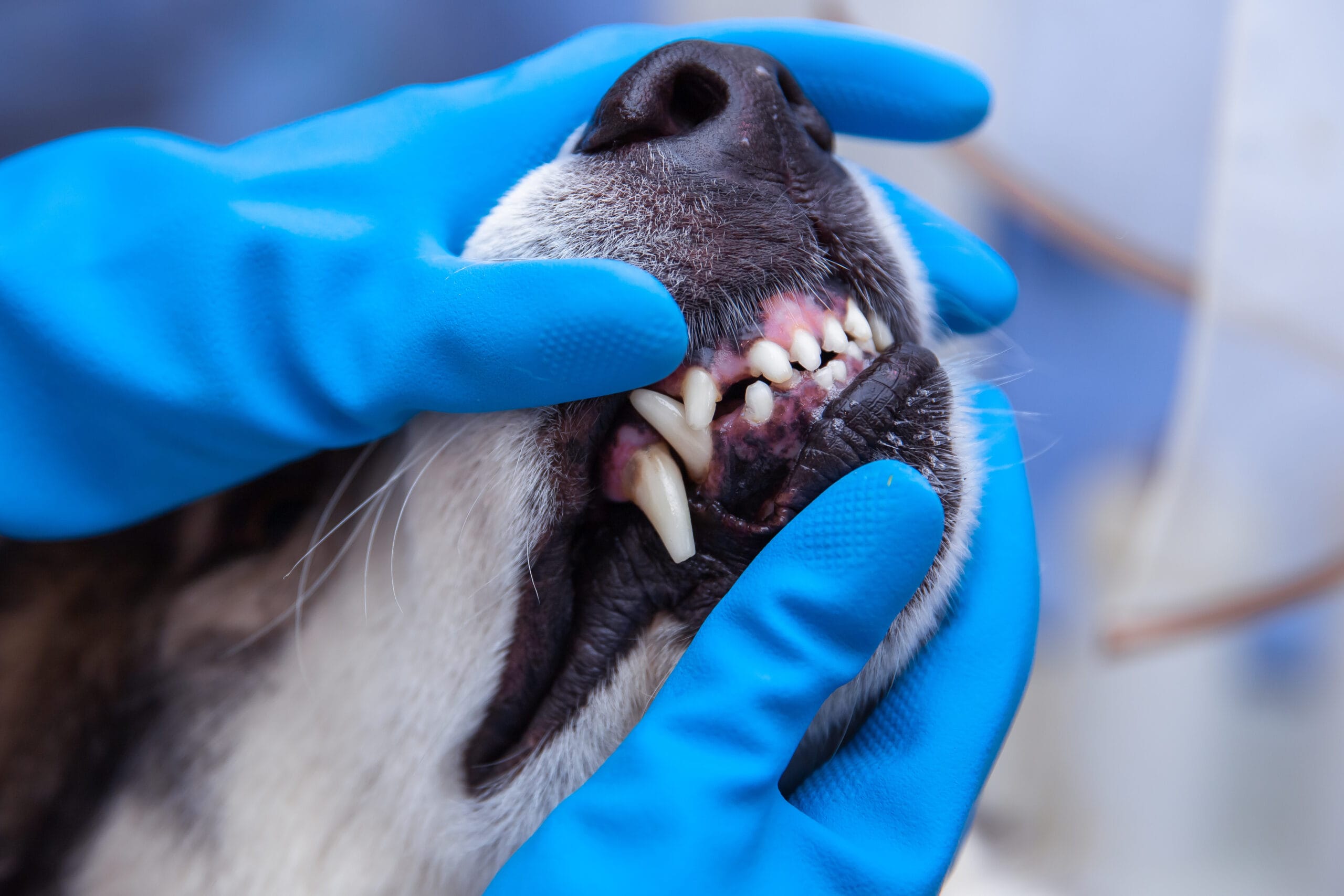How to Tell If Your Dog Needs a Dental Cleaning: 3 Telltale Signs