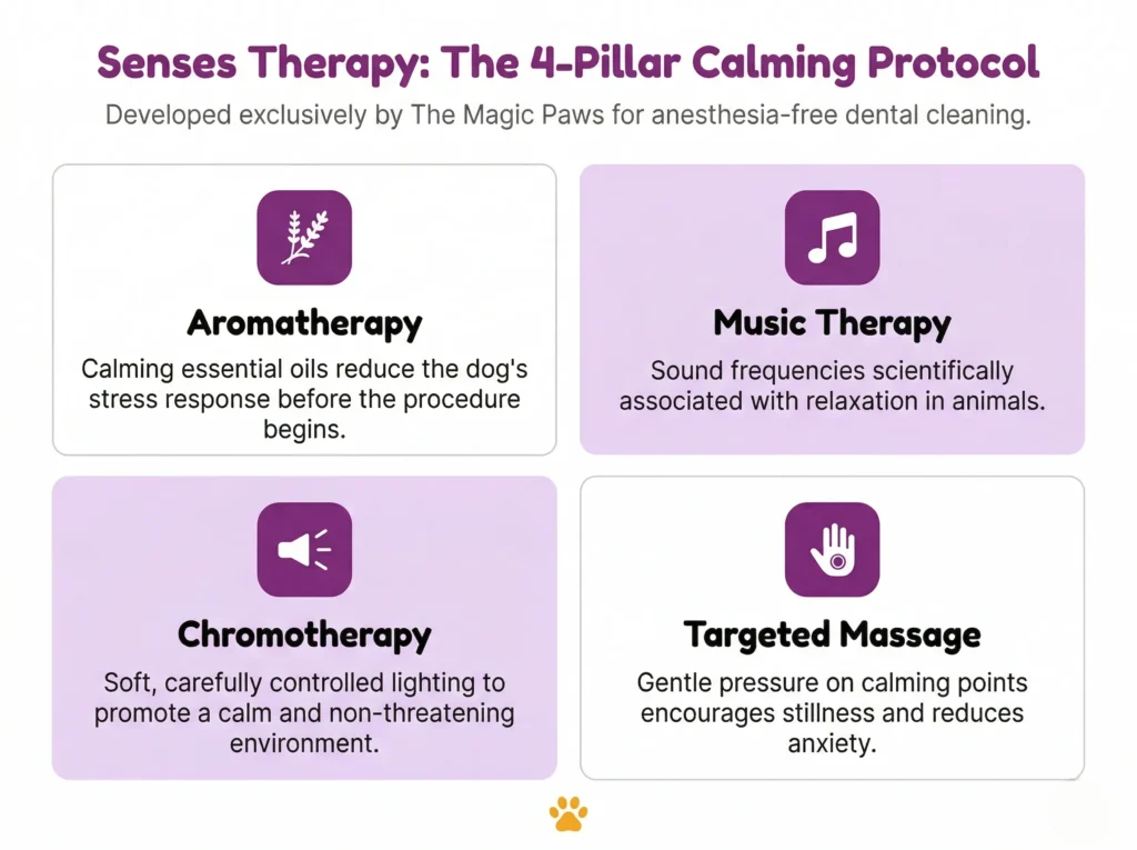 Infographic showing the 4 pillars of Senses Therapy by The Magic Paws: aromatherapy, music therapy, chromotherapy and targeted massage.