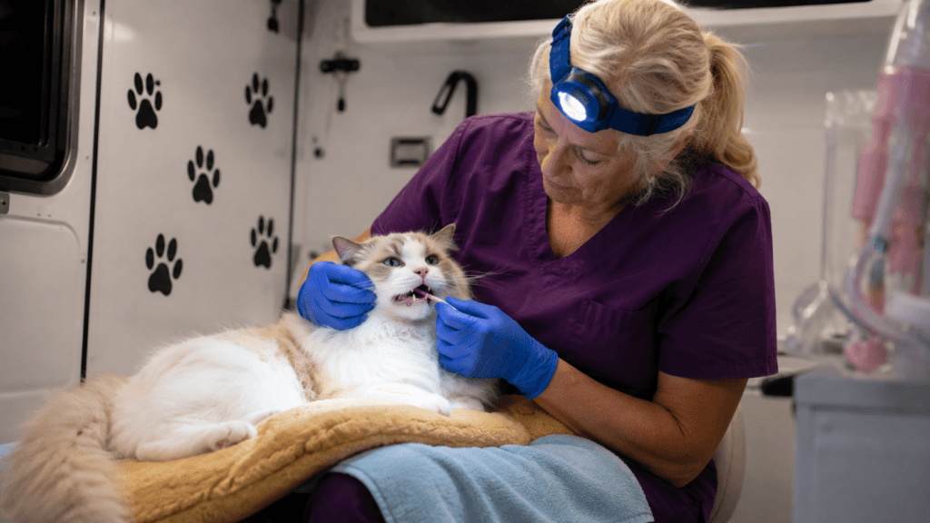 Calm Maine Coon cat sitting inside The Magic Paws service van — when dental wash for cats is not enough and professional care is needed.