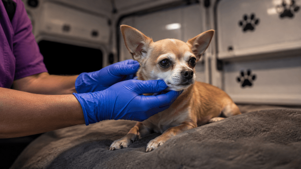 Dog dental health by breed: small dog receiving anesthesia-free dental care inside The Magic Paws mobile van