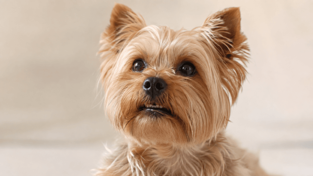 Dog dental health by breed: Yorkshire Terrier showing natural tooth position typical of small breed crowding