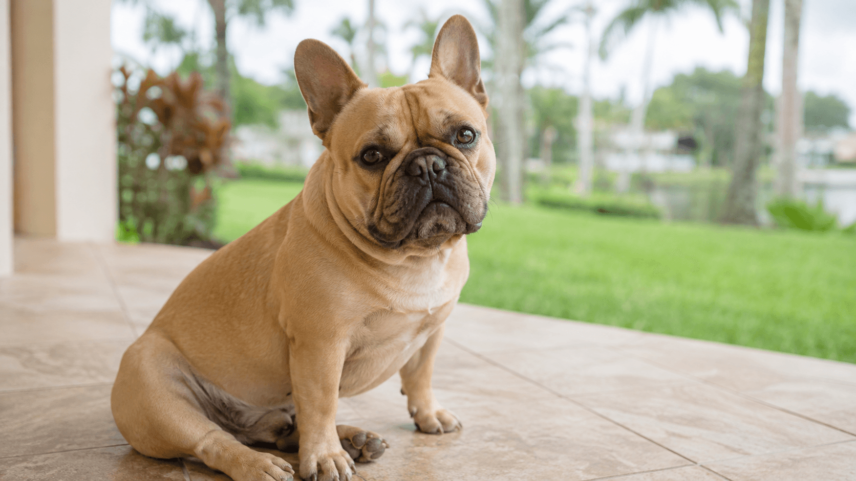 Dog dental health by breed: brachycephalic French Bulldog showing compressed muzzle structure that causes malocclusion
