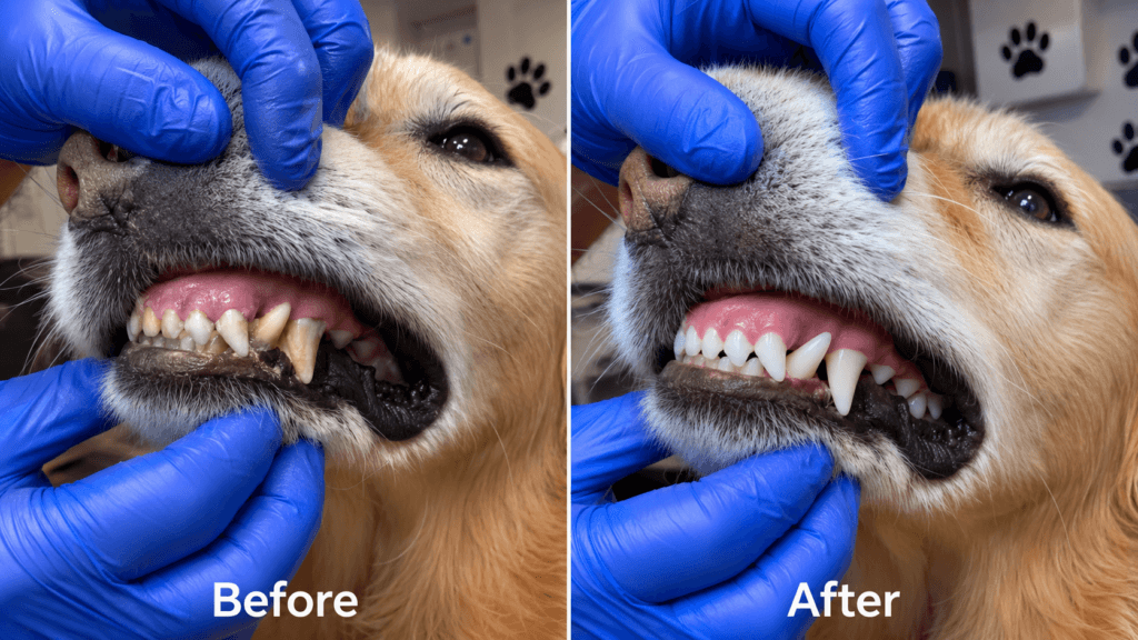 Dog teeth cleaning near me results: before and after anesthesia-free cleaning by The Magic Paws in South Florida
