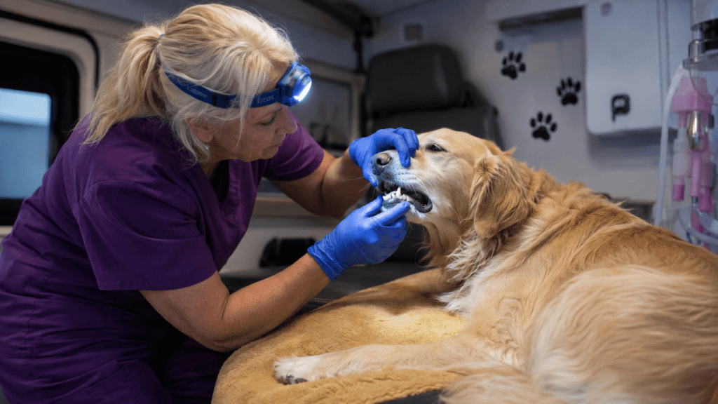 Inside The Magic Paws van during a dental cleaning session with a calm Golden Retriever.