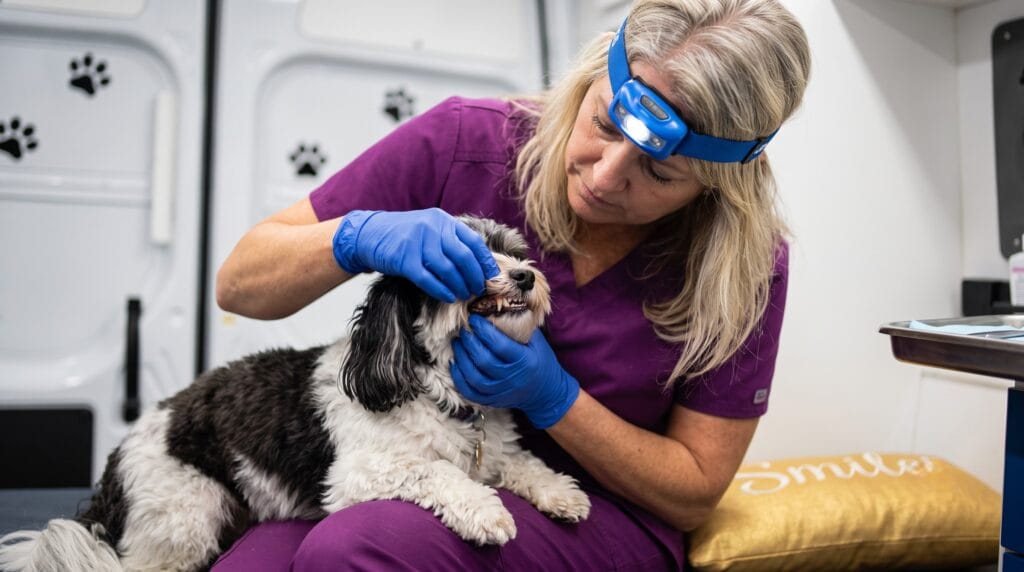 Magic Paws technician examining a dog's mouth inside the van to identify dog tooth pain symptoms